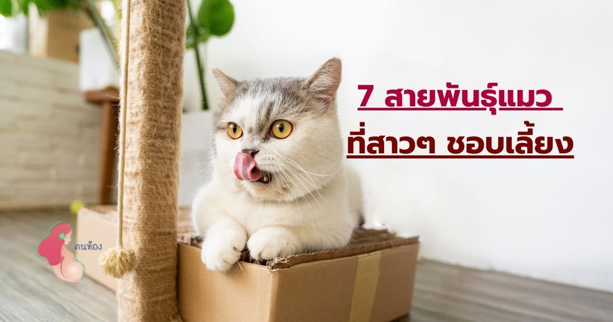 7 สายพันธุ์แมว ที่สาวๆ ชอบเลี้ยงและนิยมที่สุดในไทย