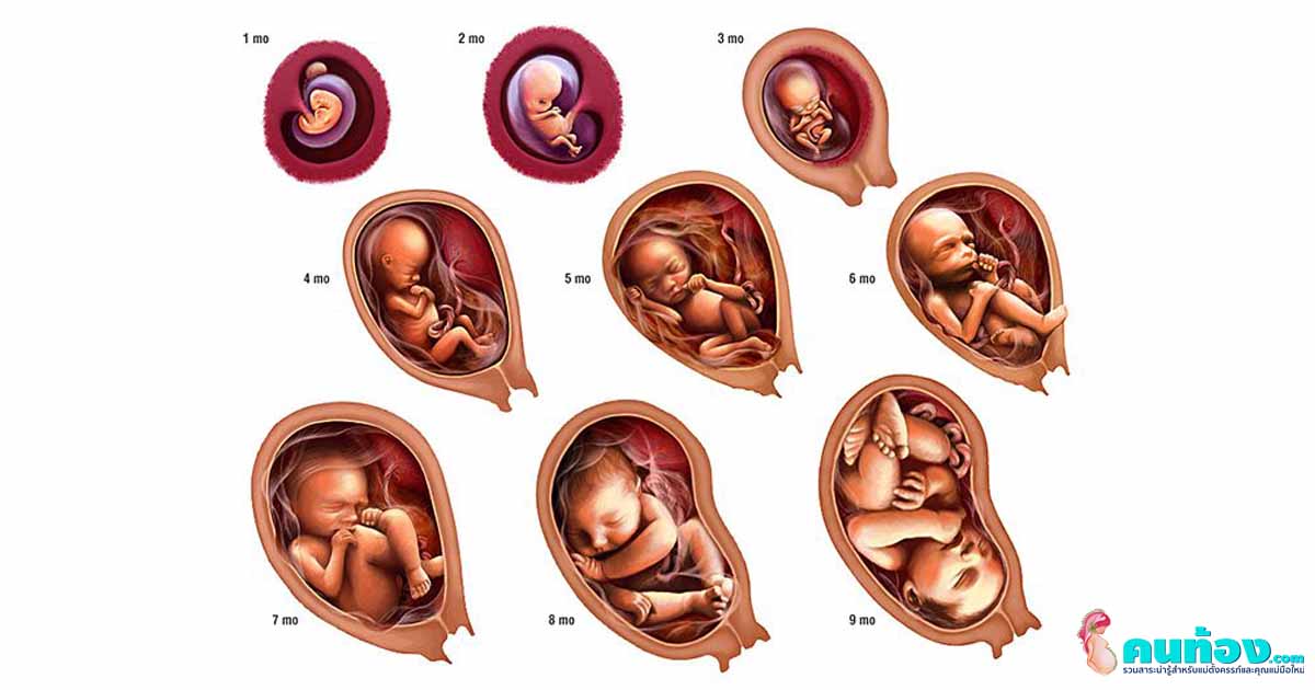 Q & A : ดิฉันอยากรู้ว่า พัฒนาการลูกน้อยในครรภ์ ตั้งแต่เริ่มตั้งครรภ์